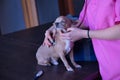 Detail of young woman hands and veterinarian in pink medical suit auscultating with a stethoscope a small dog who is very relaxed Royalty Free Stock Photo