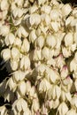 Detail of yucca flowers Royalty Free Stock Photo