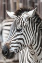 Zebra head