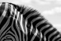 Detail of zebra stripes and mane, photographed in monochrome at Knysna Elephant Park, Garden Route, Western Cape, South Africa. Royalty Free Stock Photo