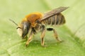 Closeup on byssal resin-leafcutter solitary bee, trachusa byssina, sitting on a green leaf Royalty Free Stock Photo