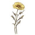 Golden Age-inspired Yellow Marigold On White Background