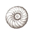 Detailed ammonite fossil drawing