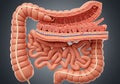 Human digestive system anatomy diagram Royalty Free Stock Photo