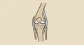 Detailed anatomical illustration of a human knee joint structure anatomy