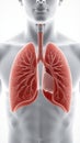 A detailed anatomical illustration of human lungs, showcasing their structure and connection to the respiratory system Royalty Free Stock Photo
