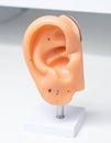 Acupuncture Ear Model for Auriculotherapy Training Royalty Free Stock Photo