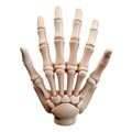 Anatomical model of a human hand skeleton showing phalanges and metacarpals isolated on white background Royalty Free Stock Photo
