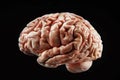 Detailed anatomy of the human brain Royalty Free Stock Photo