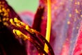 Detailed artistic macro closeup middle of gorgeous blooming Lily flower, its pollen stamen. Royalty Free Stock Photo