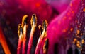 Detailed artistic macro closeup middle of gorgeous blooming Lily flower, its pollen stamen. Royalty Free Stock Photo