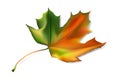 Detailed autumn e maple leaf