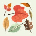 detailed autumn leaves collection vector illustration