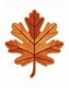 Detailed Autumn Maple Leaf in Orange and Brown on White Background Royalty Free Stock Photo