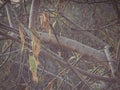 Detailed autumn photography of a tropical almond tree