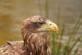 A detailed bald eagle head, yellow bill. The bird sits on the edge of the water, scanning the water`s surface for fish