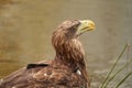 A detailed bald eagle head, yellow bill. The bird sits on the edge of the water, scanning the water's surface for fish