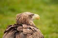 A detailed bald eagle head, yellow bill. The bird sits on the edge of the water, scanning the water's surface for