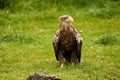 A detailed bald eagle walks in the green grass. The large brown bird of prey looks around