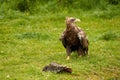 A detailed bald eagle walks in the green grass. The large brown bird of prey looks around