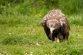 A detailed bald eagle, yellow beak. The bird is in the grass. Allert, brown, front view, claws