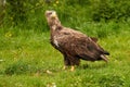 A detailed bald eagle, yellow beak. The bird is in the grass. Allert, brown, side view, claws