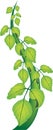 Detailed Green Beanstalk with large stem and leaves