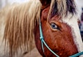 A detailed and beautiful closeup of a horse blue eye Royalty Free Stock Photo