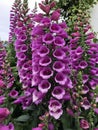 Detailed And Beautiful Macro Close Shot! Stunning Purple Stalk Foxglove Spring Flower With Blurred Background Royalty Free Stock Photo