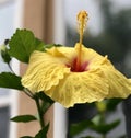 Detailed And Beautiful Macro Close Shot! Tropical Single Yellow With Red Center Hibiscus With Blurred Background