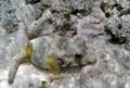 Detailed beautiful nature painted blowfish in Red Sea