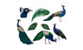 Detailed Beautiful Peacocks Vector Set. Wild Birds With Colorful Feathers