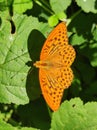 Detailed beautiful silver-washed fritillary sitting on a leaf
