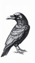 Detailed Black Crow Illustration on White Background Detailed Feather Pattern Royalty Free Stock Photo