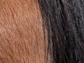 Detailed black horse tail. Rear of mare, with close-up of braid on long tail