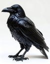 Detailed Black Raven Sculpture Perched Gracefully Against a Plain White Background in a Studio Setting Royalty Free Stock Photo