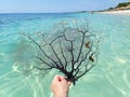 Black coral sea fan on the sea at Ancon beach, Trinidad, Cuba