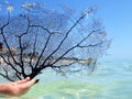 Black coral sea fan on the sea at Ancon beach, Trinidad, Cuba