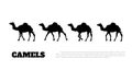 Detailed black silhouette of camel caravan on white background. African animals Royalty Free Stock Photo