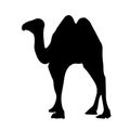 Detailed black silhouette of a camel on a white background. African animals. Caravan Royalty Free Stock Photo