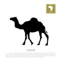 Detailed black silhouette of camel on white background. African animals Royalty Free Stock Photo