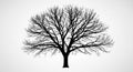 Detailed black silhouette of a large deciduous tree with intricate bare branches against a gradient background Royalty Free Stock Photo