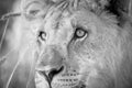 A detailed black and white close up portrait of a female lioness was photographed at sunrise