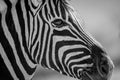 A detailed black and white close up portrait of a zebra`s face