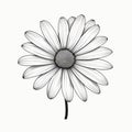 Detailed Black And White Daisy Illustration In Sebastian Errazuriz Style