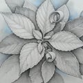 Detailed Black And White Drawing Of Plant Leaves Royalty Free Stock Photo