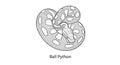 Detailed illustration of a coiled ball python snake with intricate patterns Royalty Free Stock Photo