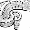 Detailed black and white  illustration of a ball python snake. Hand-drawn exotic reptile line art isolated on white backgrou Royalty Free Stock Photo
