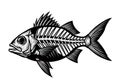 Detailed black and white illustration of a fish skeleton Royalty Free Stock Photo