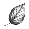 Detailed black and white illustration of a single leaf with visible veins. Royalty Free Stock Photo